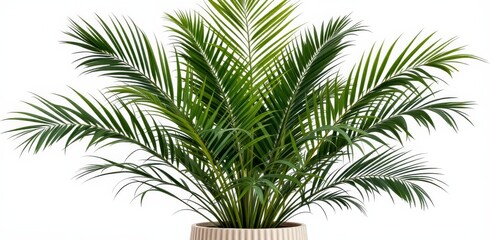Obraz premium Lush Green Palm Plant in Elegant Ribbed Flower Pot isolated on White Background