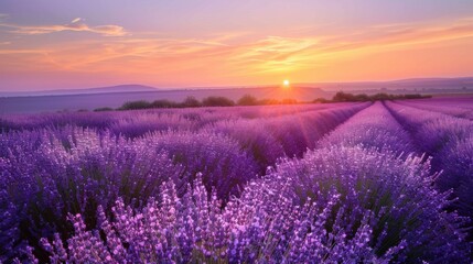 Purple Blooms Under the Summer Sun