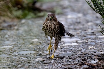 Juvenile hawk walking on rocky path.