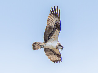 空を飛ぶミサゴ