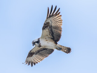 空を飛ぶミサゴ