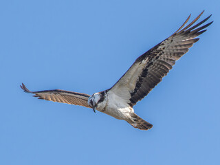 空を飛ぶミサゴ