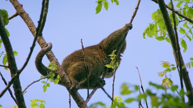 Sulawesi bear cuscus, also Sulawesi bear phalanger Ailurops ursinus, cute arboreal marsupial in Phalangeridae endemic to Sulawesi, tropical moist lowland forest, diurnal, folivorous, in the tree.