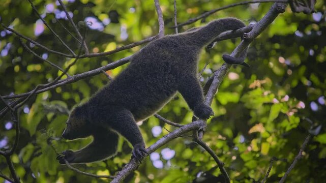 Sulawesi bear cuscus, also Sulawesi bear phalanger Ailurops ursinus, cute arboreal marsupial in Phalangeridae endemic to Sulawesi, tropical moist lowland forest, diurnal, folivorous, in the tree.