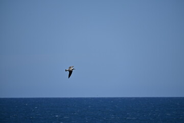 mewa w locie na tle niebieskiego nieba i morza © Miroslaw
