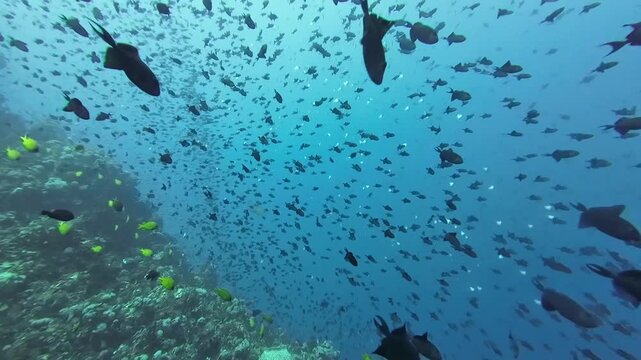 A huge school of redtooth triggerfish in the water column near a coral reef. View of a coral reef and hundreds of tropical fish in clear transparent water. Verde Island. Philippines.