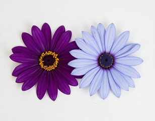 Purple flower blue flower white background daisy fresh vibrant nature closeup