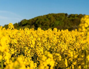 Fototapeta premium Yellow flowers field with trees in background