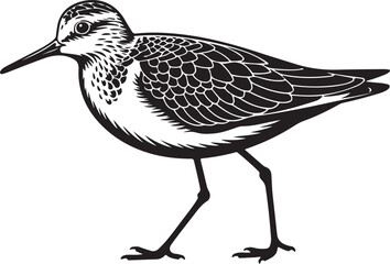 Black and white vector illustration of a sandpiper bird