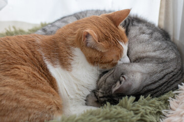 窓辺で眠る二匹の猫	