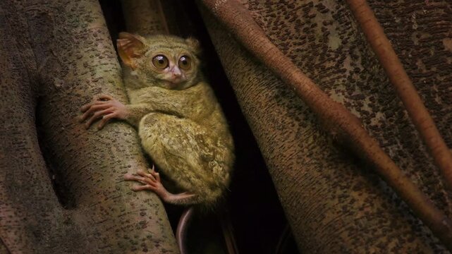 Pair of cute Gursky Spectral tarsier or Tangkasi or Wusing Tarsius spectrumgurskyae, Sulawesi in Indonesia, the smallest primate sitting in the tree, split this species off from the spectral tarsier.