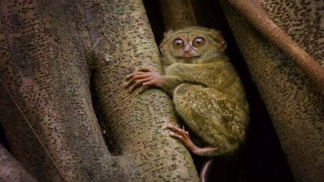 Pair of cute Gursky Spectral tarsier or Tangkasi or Wusing Tarsius spectrumgurskyae, Sulawesi in Indonesia, the smallest primate sitting in the tree, split this species off from the spectral tarsier.