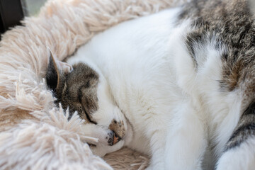 眠る可愛い猫　キジトラ白