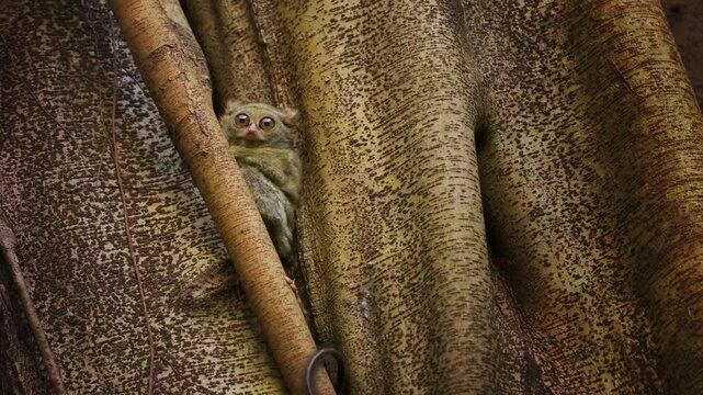Pair of cute Gursky Spectral tarsier or Tangkasi or Wusing Tarsius spectrumgurskyae, Sulawesi in Indonesia, the smallest primate sitting in the tree, split this species off from the spectral tarsier.