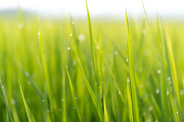 朝露に濡れる稲穂	