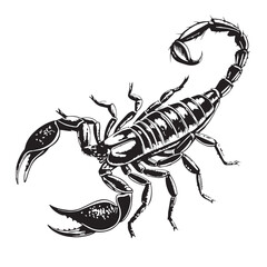 black scorpion Silhouette Vector, High Quality Illustration on White Background