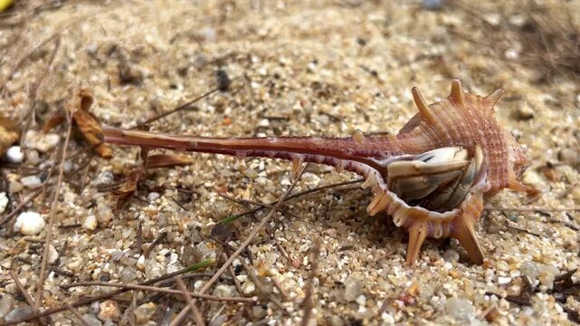 A small hermit crab emerges cautiously from the shell of a Murex trapa clam, exploring its surroundings. A marine life scene on a tropical coast.