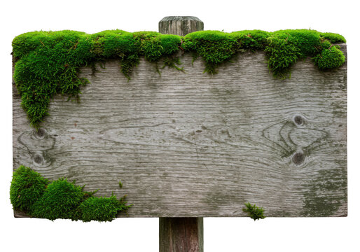 Old wooden sign covered with green moss, isolated on transparent background