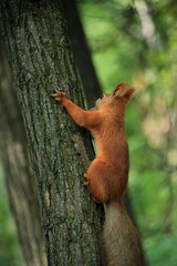 Red squirrel in the forest