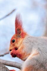 Portrait of a red squirrel eating nut