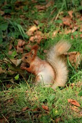 squirrel eating nut in a green grass 