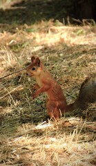 squirrel in the woods