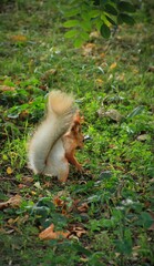 squirrel in the  green park