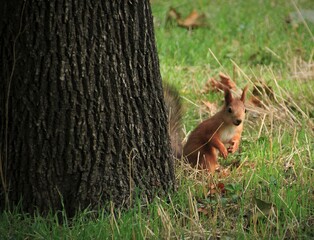 Red squirrel stands near a tree