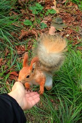squirrel eating nut with hand 