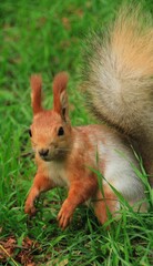 Portrait of a red squirrel in the park