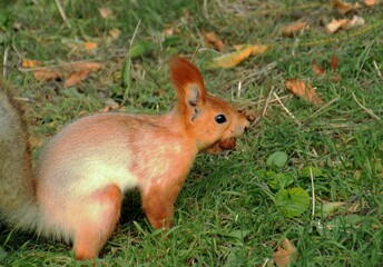 Red squirrel with nuts in its mouth 
