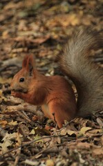 a squirrel sits and holds a nut in its paws