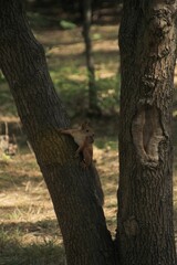 a squirrel holds a nut in its paws