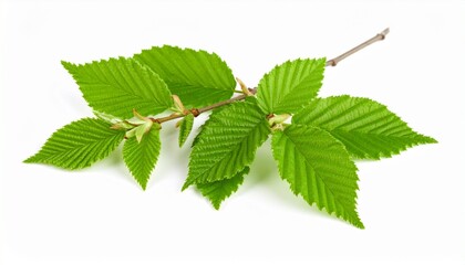 Fototapeta premium branch with green leaves