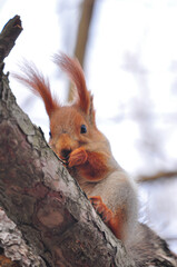 squirrel on a tree