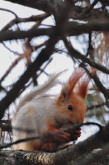 a squirrel sits on a tree and holds a nut in its paws