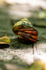 Hermit crab crawling across moss-covered ground within lush Cahuita National Park landscape