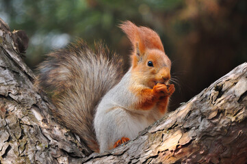 a squirrel sits on a tree and holds a nut in its paws