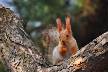 a squirrel sits on a tree with a nut in its mouth