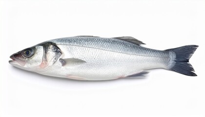 Obraz premium fresh fish on white background