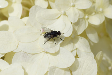 Female fly Morellia, family House flies (Muscidae) on light lime-green flowers of Hydrangea...
