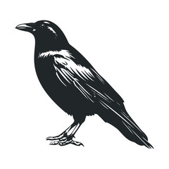 Obraz premium Detailed black silhouette illustration of a crow with distinct features