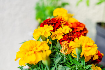 Colorful marigold flowers blooming in garden planter on sunny summer day. Vibrant yellow and orange marigold blossoms in full bloom, creating a cheerful summer garden atmosphere.