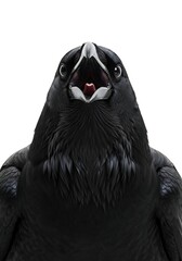 Majestic Raven Close-Up Portrait, Black Bird.