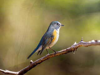 枝にとまるルリビタキ