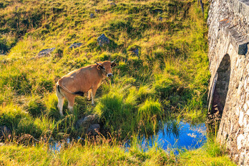 Stream on the Aubrac River in central France.
Small watercourse winding through arid plains and passing under an old stone bridge in the valleys of Occitania.
