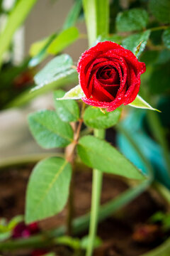 red rose with water droplets from front in garden