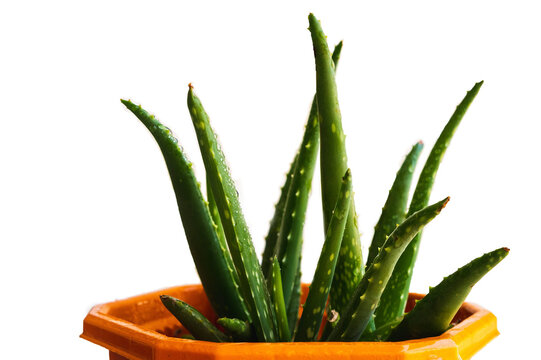 aloe vera plant isolated on white background