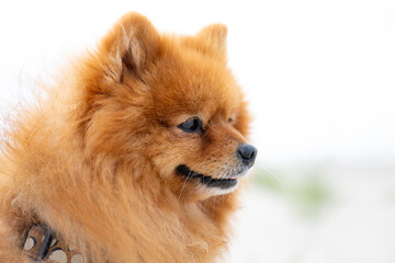 The Pomeranian (Porn, Pommy or Pome) a breed of dog of the Spitz type. Classed as a toy dog breed because of its small size. Cute portrait with creamy brownish colored fluffy hair on Norderney beach.