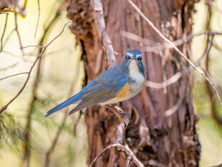 枝にとまるルリビタキ